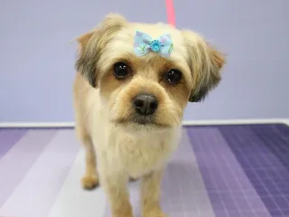 Balboa’s Bed & Biscuit