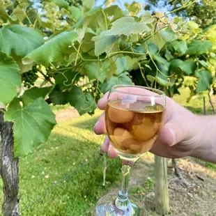 Riesling