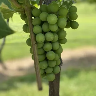 a bunch of grapes on the vine