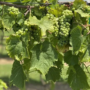 a bunch of grapes on the vine