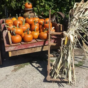 Pumpkins for carvingm