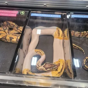 Firefly PieBald @ The Reptile Expo