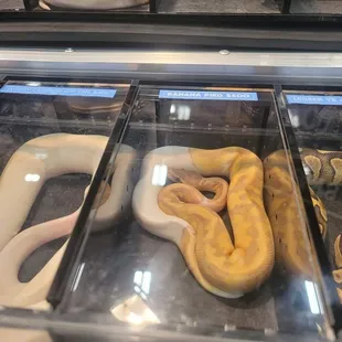 Banana Pied @ The Reptile Expo