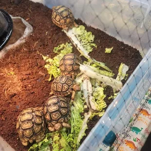 In LOVE @ The Reptile Expo