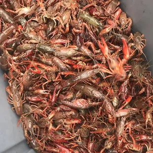 a bin full of crawfish