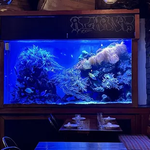 The aquarium at Atchana's Homegrown Thai in Coconut Grove.