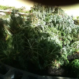 Wormwood planting at the distillery. Commune with the garden during weekend Bottle Sales Hours.