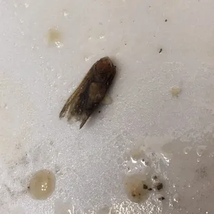 Roach in salad