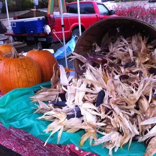 corn and pumpkins