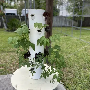 How they grow their amazing produce!