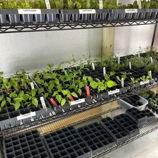 Snag some seedlings to start your own garden!