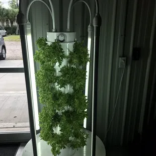 They also sell the towers and seeds if you want to grow at home