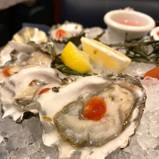 Kumamoto Oysters