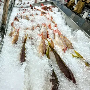 a variety of fish on ice