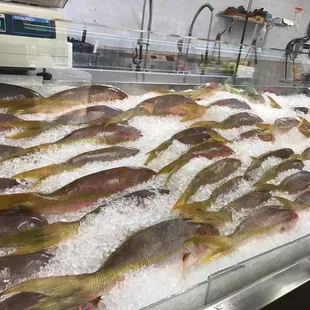 Fresh yellow tail snapper