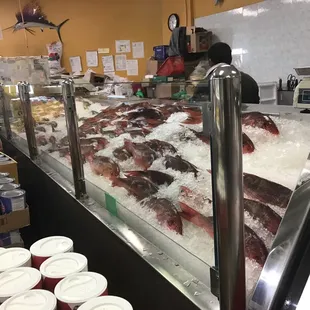 Fresh red snapper