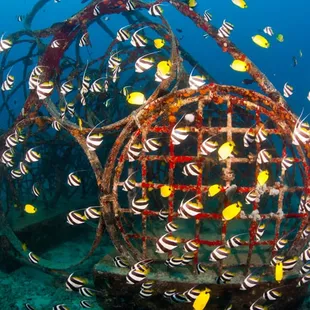 Atlantis has taken an active role in boosting the health of Hawaii's marine environments