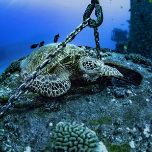 Join Atlantis Submarines Waikiki and discover all the wonders and marine life that live beneath the surface of the sea!