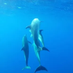 Sometime on our submarine tours you'll see some dolphins swimming by!