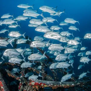 School of fish seen through our submarine porthole