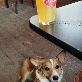 Dog friendly