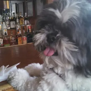 Dog daze