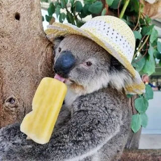 Koala J.