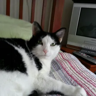 Ma C.