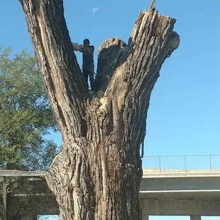 One of the biggest Cottonwood trees around that had to be removed for a business locally