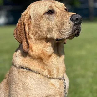 A dog that was disrespected while trying to enjoy the ambiance of street tacos in flat rock.   They failed on both accounts.