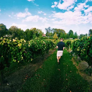 a man walking through a vineyard