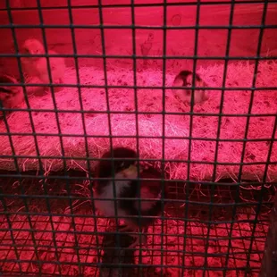 2019 assorted heavies