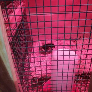 2019 Pullets assorted banded.