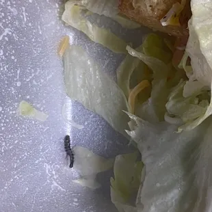 salad with worm