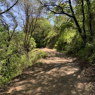 Comfortable shady walking path