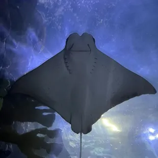 Stingray