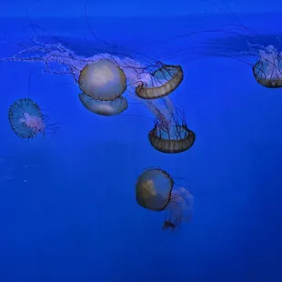Jelly fish