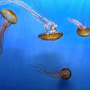 One of the Jellyfish Exhibits