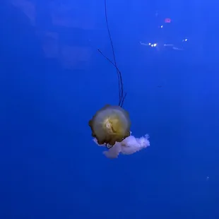 Jellyfish exhibit