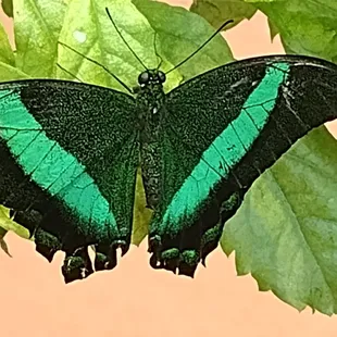 butterfly with damaged wing from handling