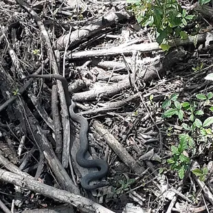 Snake again