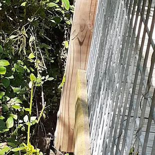Lizard on the wood