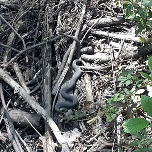 Snake!