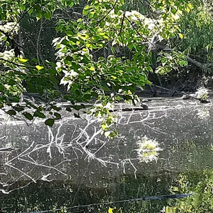 Turtles sunbathing