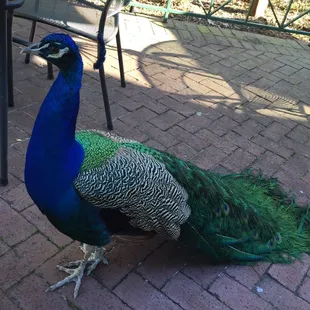 These beauties roam the zoo and seem to love french fries.