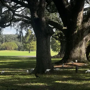 Ibis and crows