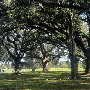 Oak grove around the restaurant