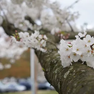 Cherry Blossom