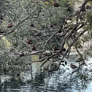 Audubon Park, off St Charles. Black-Bellied Whistling Ducks (formerly called the Black-Bellied Tree Duck). Wow, noisy!