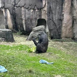Gorilla